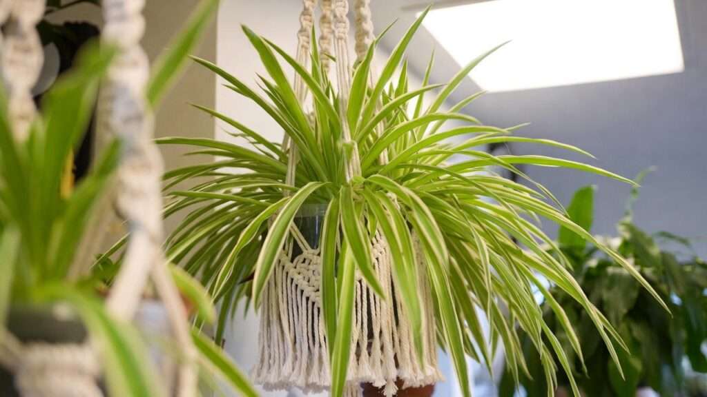 hawaiian spider plant