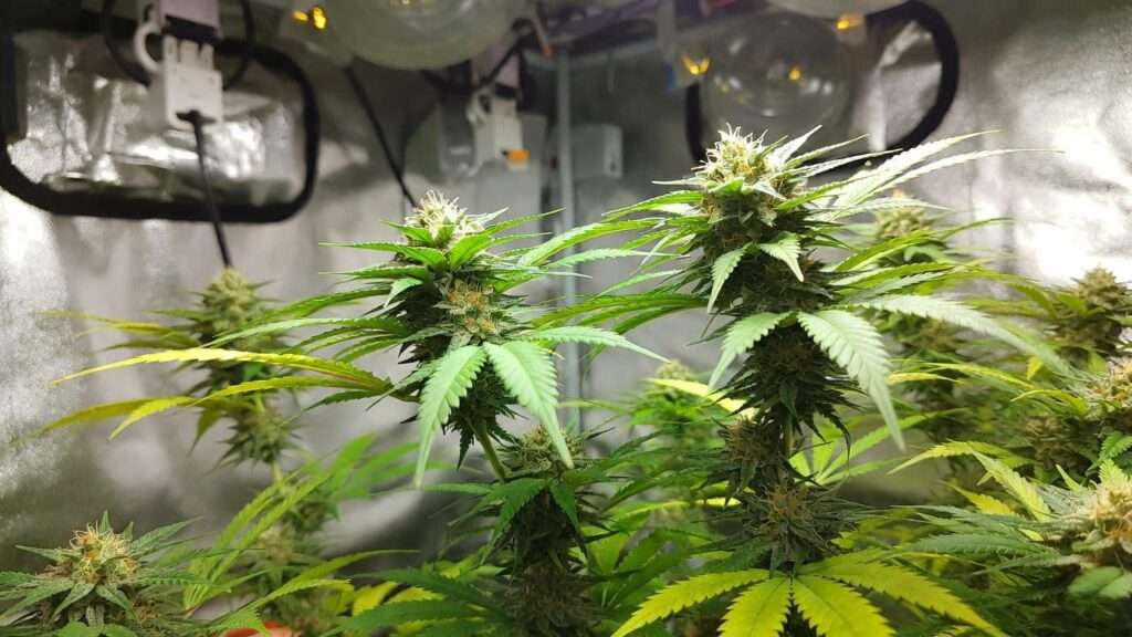 hermaphrodite plant cannabis