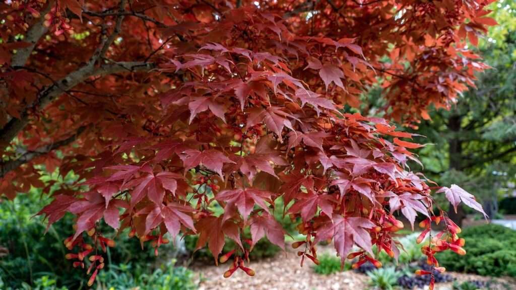 hot wings maple tree
