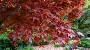 hot wings maple tree