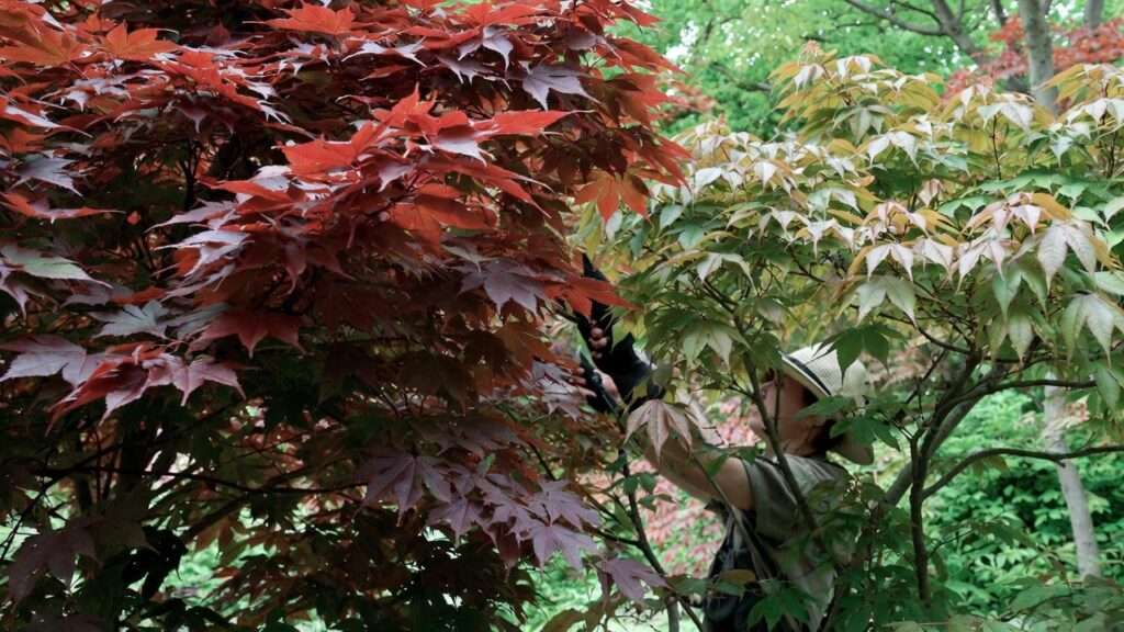 how do you prune japanese maple trees