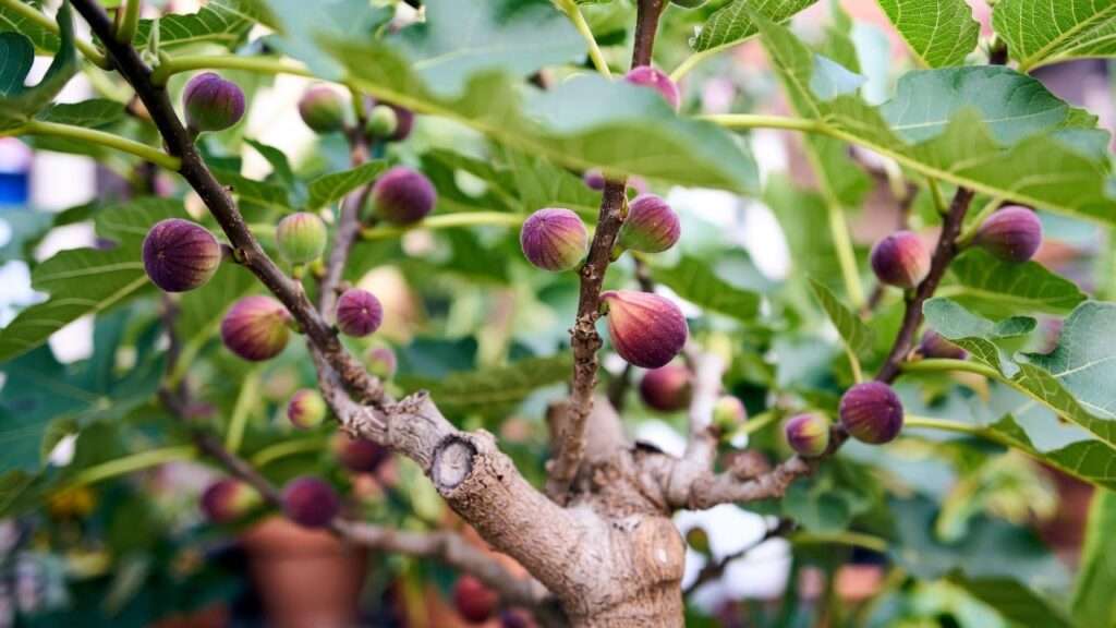 how to care for a fig tree