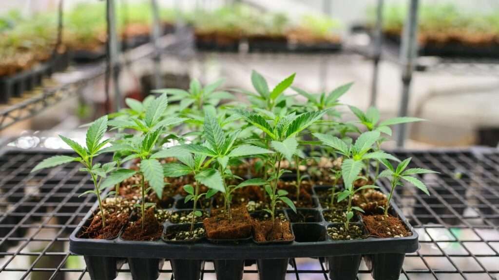 how to plant weed clones