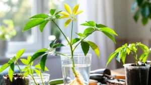 how to propagate an umbrella plant