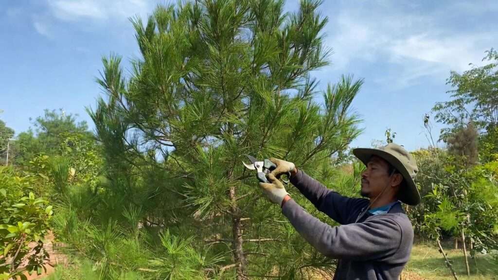 how to trim a pine tree
