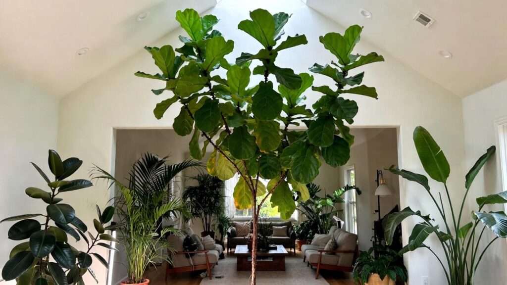 huge indoor tree