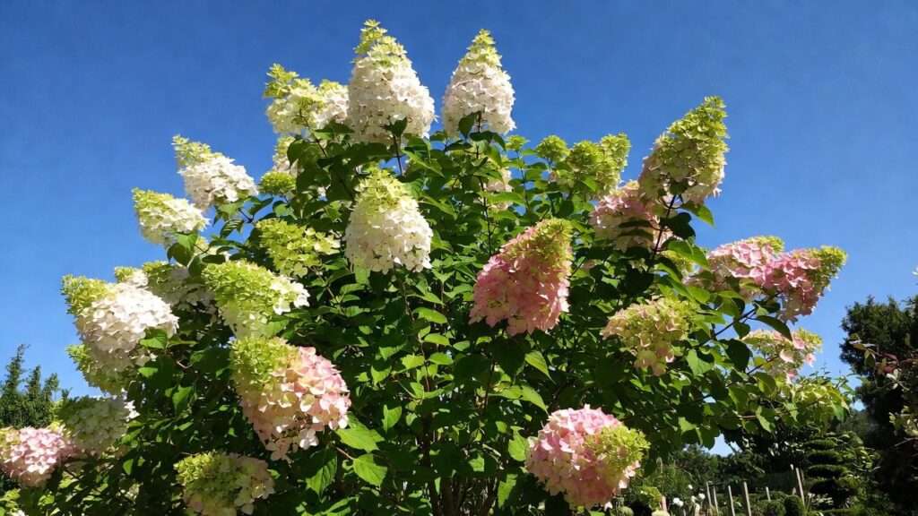 hydrangea paniculata tree