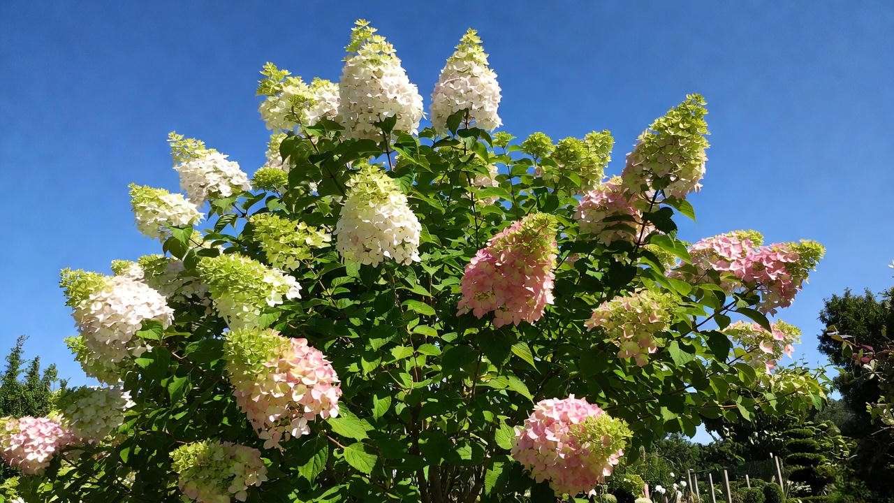 Grow a Stunning Hydrangea Paniculata Tree: Expert Tips