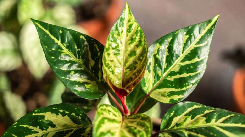 jack of diamonds plant