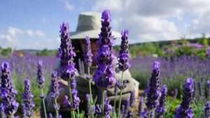 lavandula grosso plants