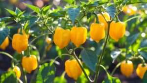 lemon drop pepper plants