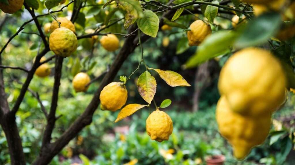 lemon tree dropping leaves