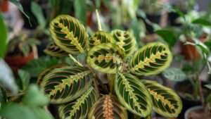 maranta plants