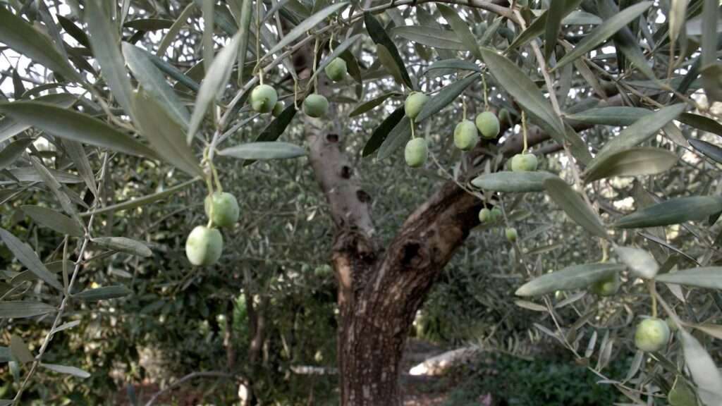 mission olive tree