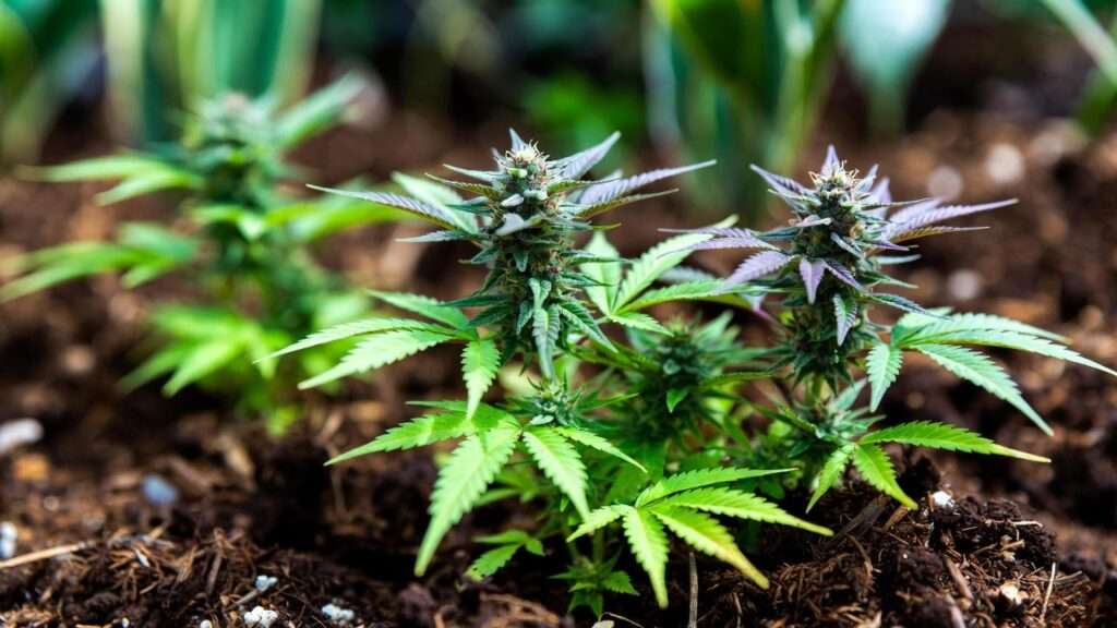 nutrients for weed plants