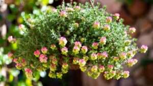 ornamental oregano plant