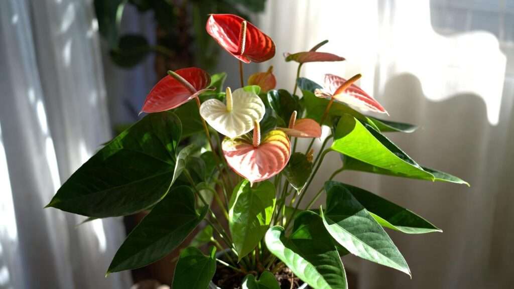 painters palette plant