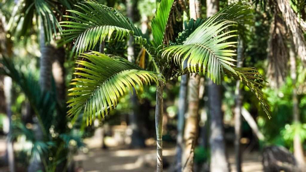 palm tree fertilizing