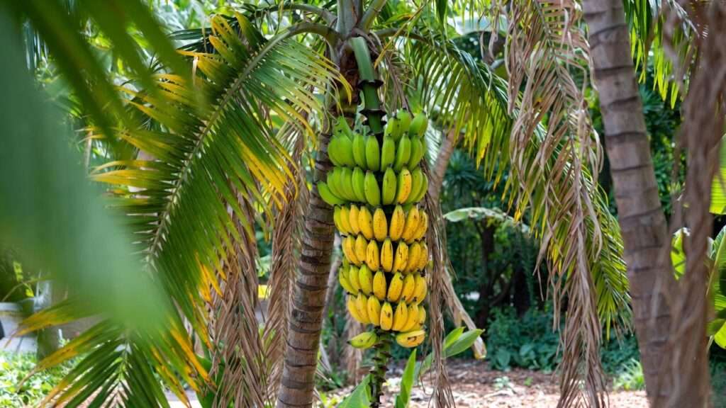 palm tree with bananas