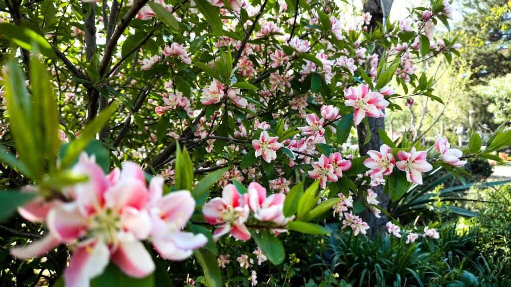 peppermint flowering peach tree