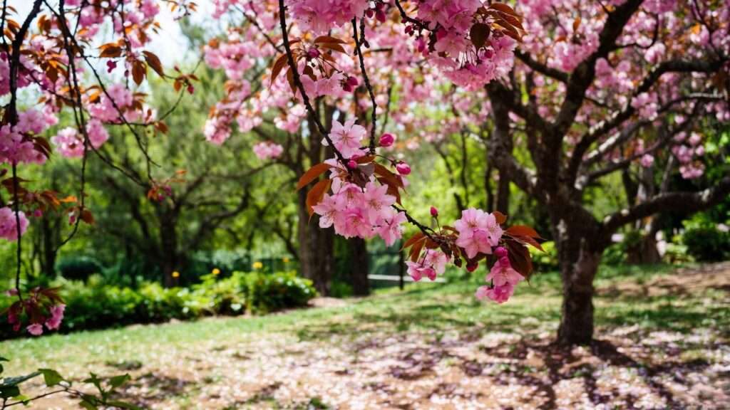 pink flower trees