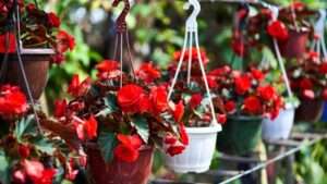 red begonia plants