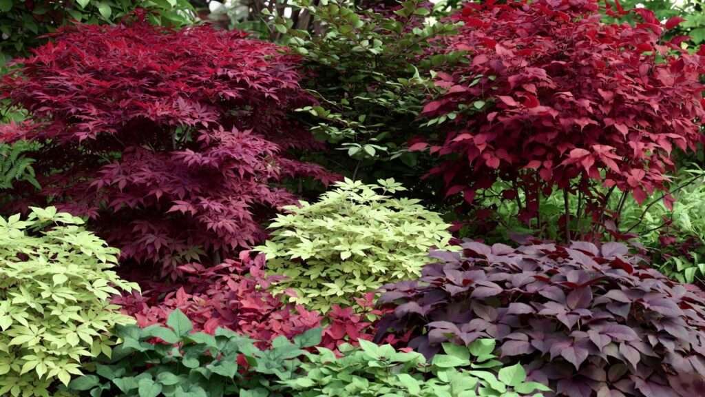 red foliage plants