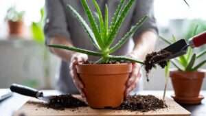repotting aloe plant