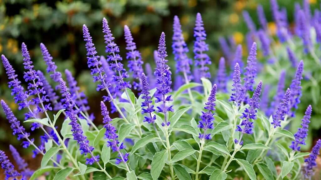russian sage plants