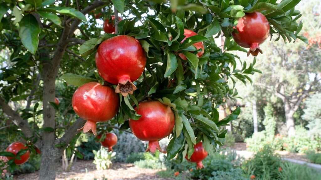 salavatski pomegranate tree