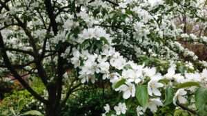 spring snow crabapple trees
