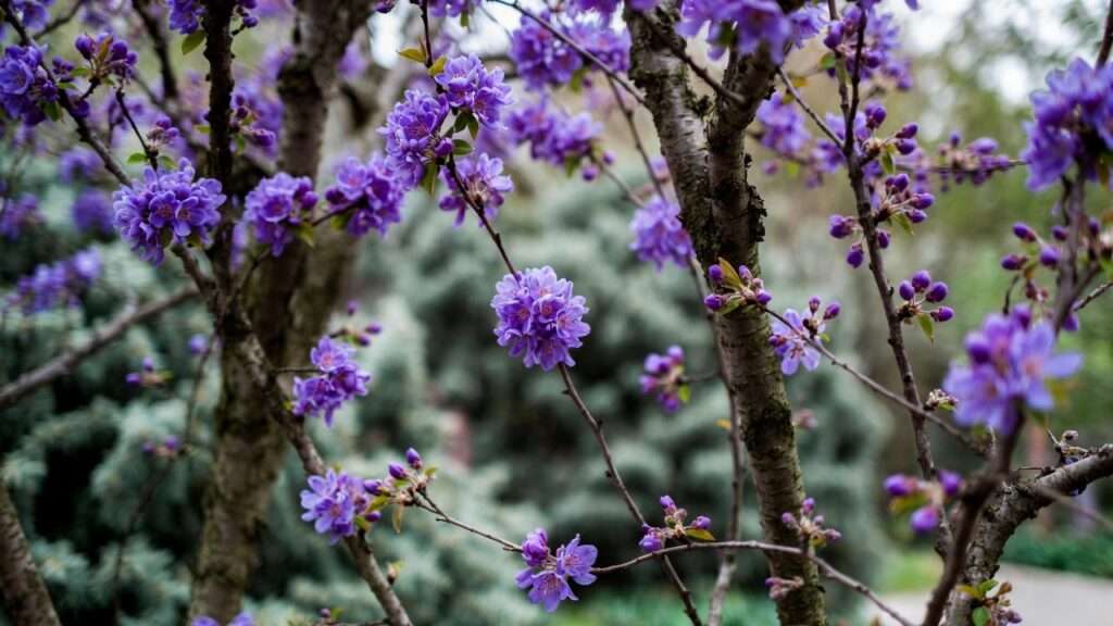 springtime purple flowering tree