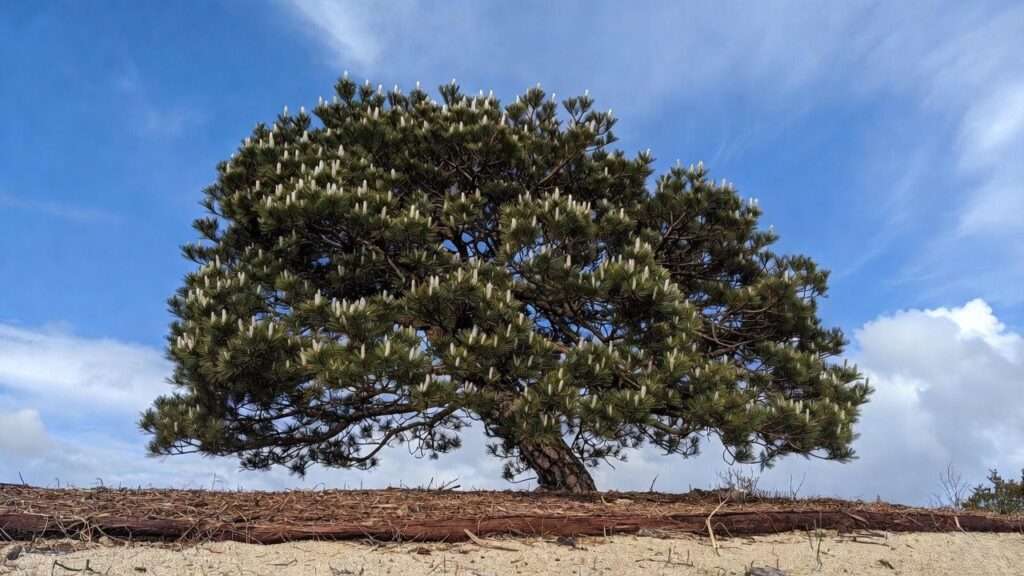 thunderhead pine tree
