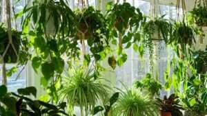 trailing indoor plants