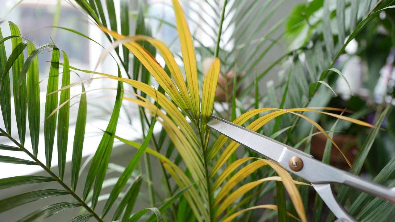 Areca palm pruning with scissors removing yellow frond