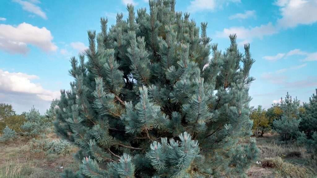 vanderwolf pine tree