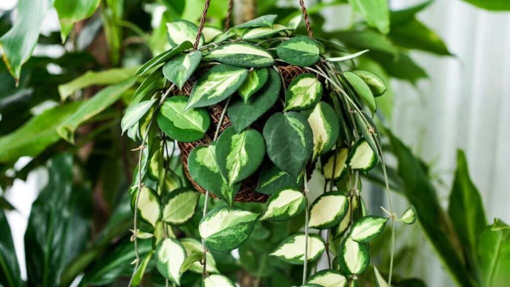 verigeted heart hoya plant