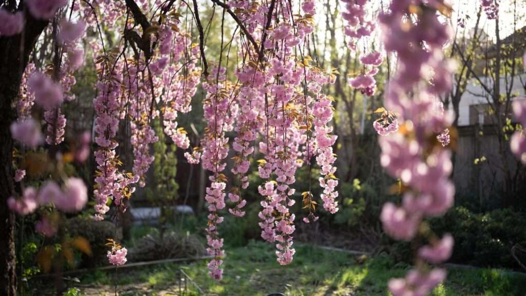 weeping cherry tree dwarf