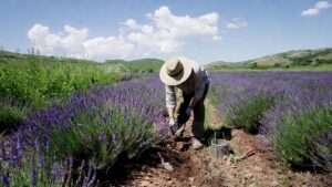 when to plant lavender seeds