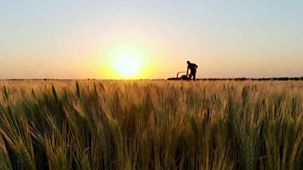 when to plant winter wheat