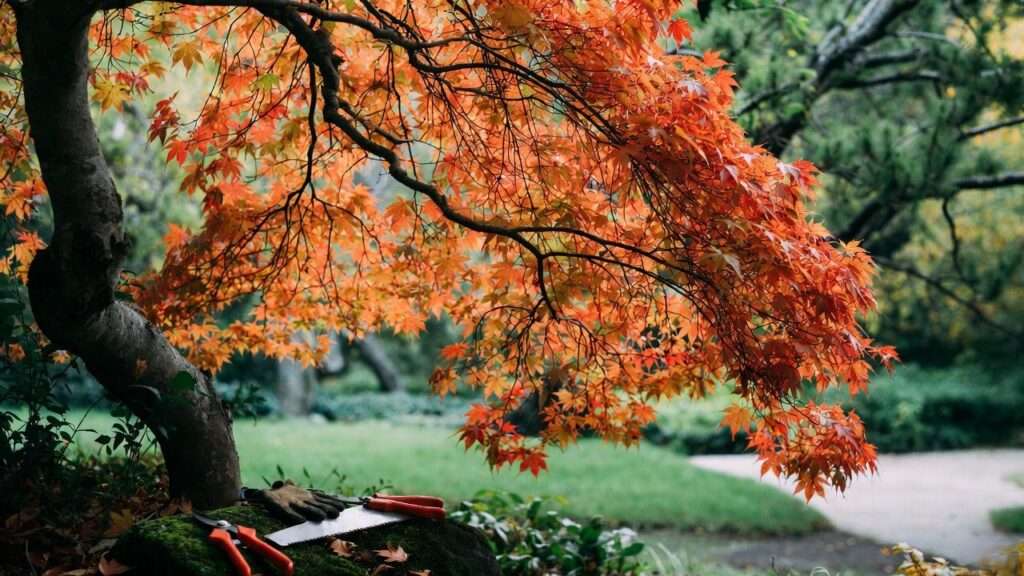 when to prune japanese maple tree