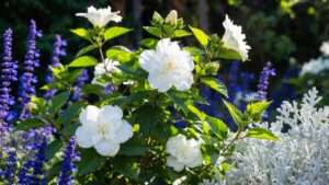 white hibiscus plant