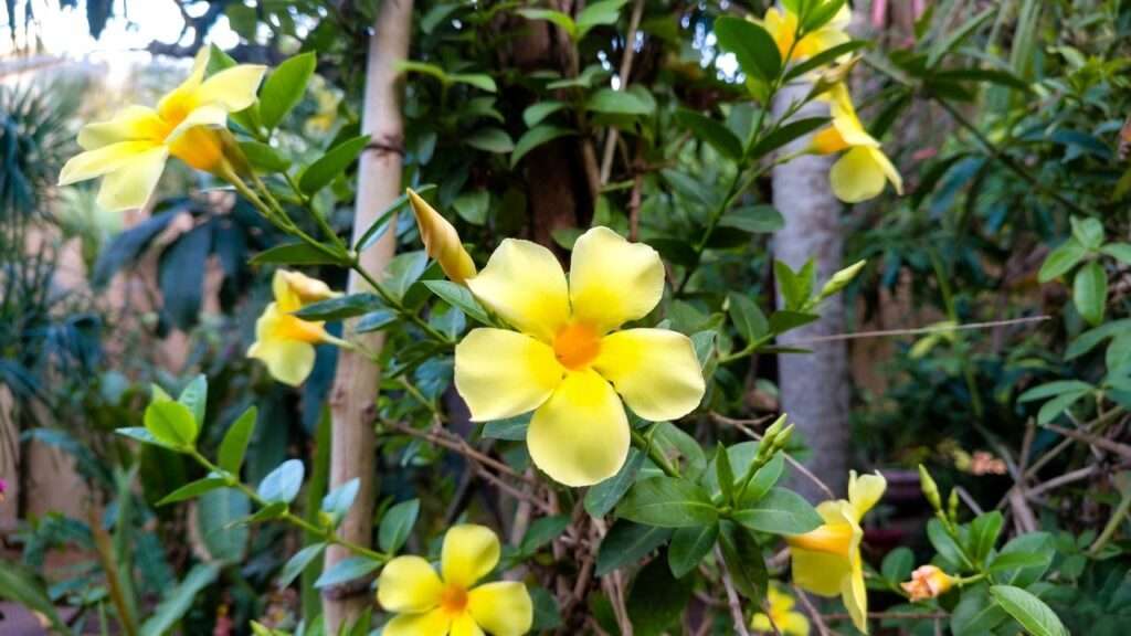 yellow mandevilla plant