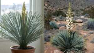 yucca elata plant