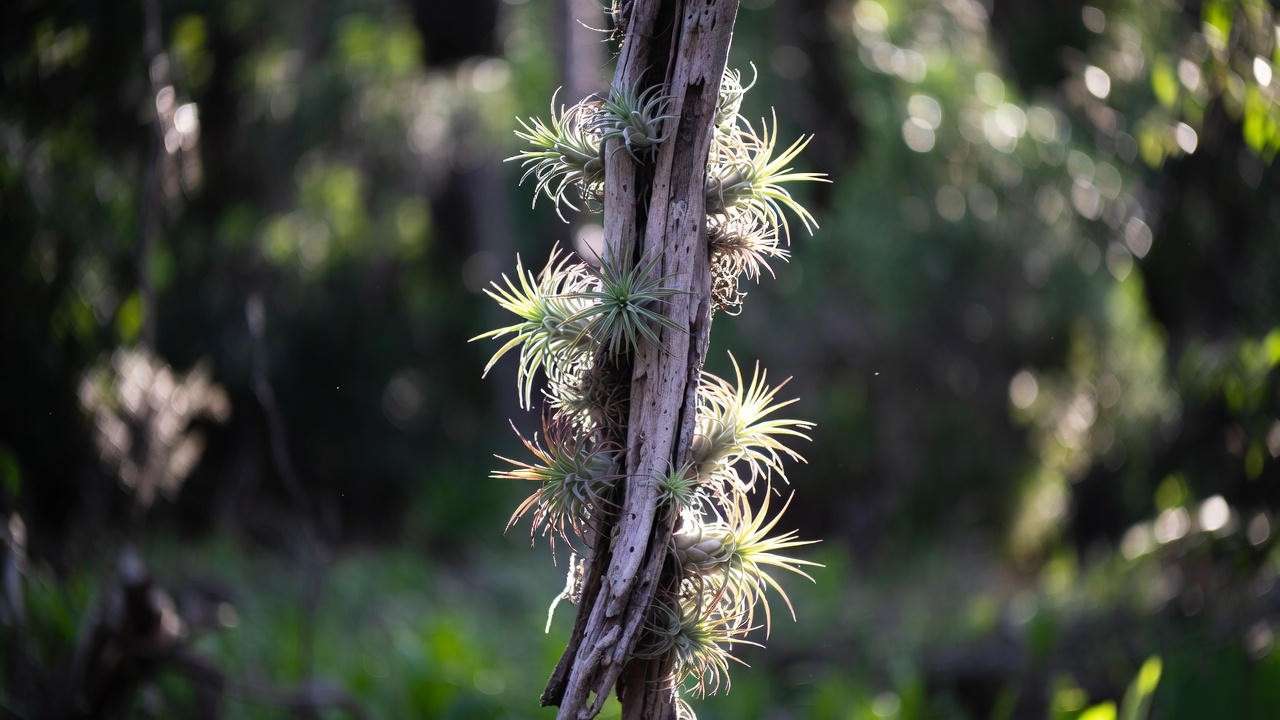 Driftwood Masterpiece