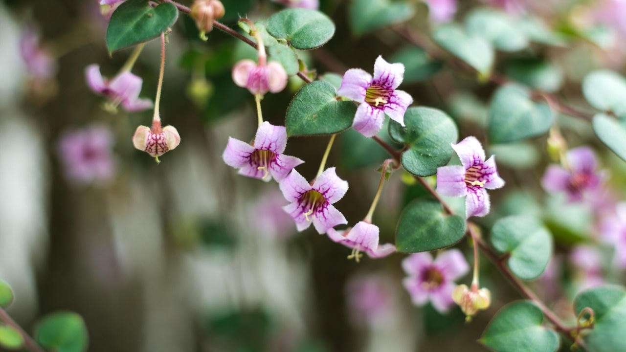 Rare lantern flowers blooming on mature Rosary Vine (Ceropegia woodii)
