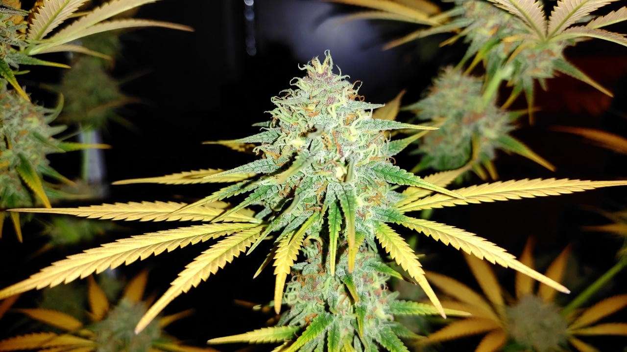 Monster lower buds achieved after successful half-harvest and re-veg technique on photoperiod cannabis