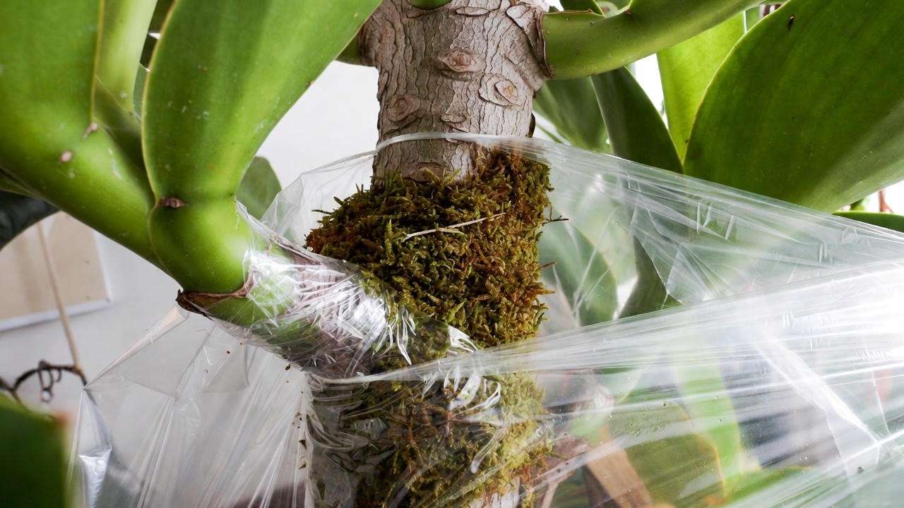 Air layering technique on a rubber plant stem with sphagnum moss and plastic wrap