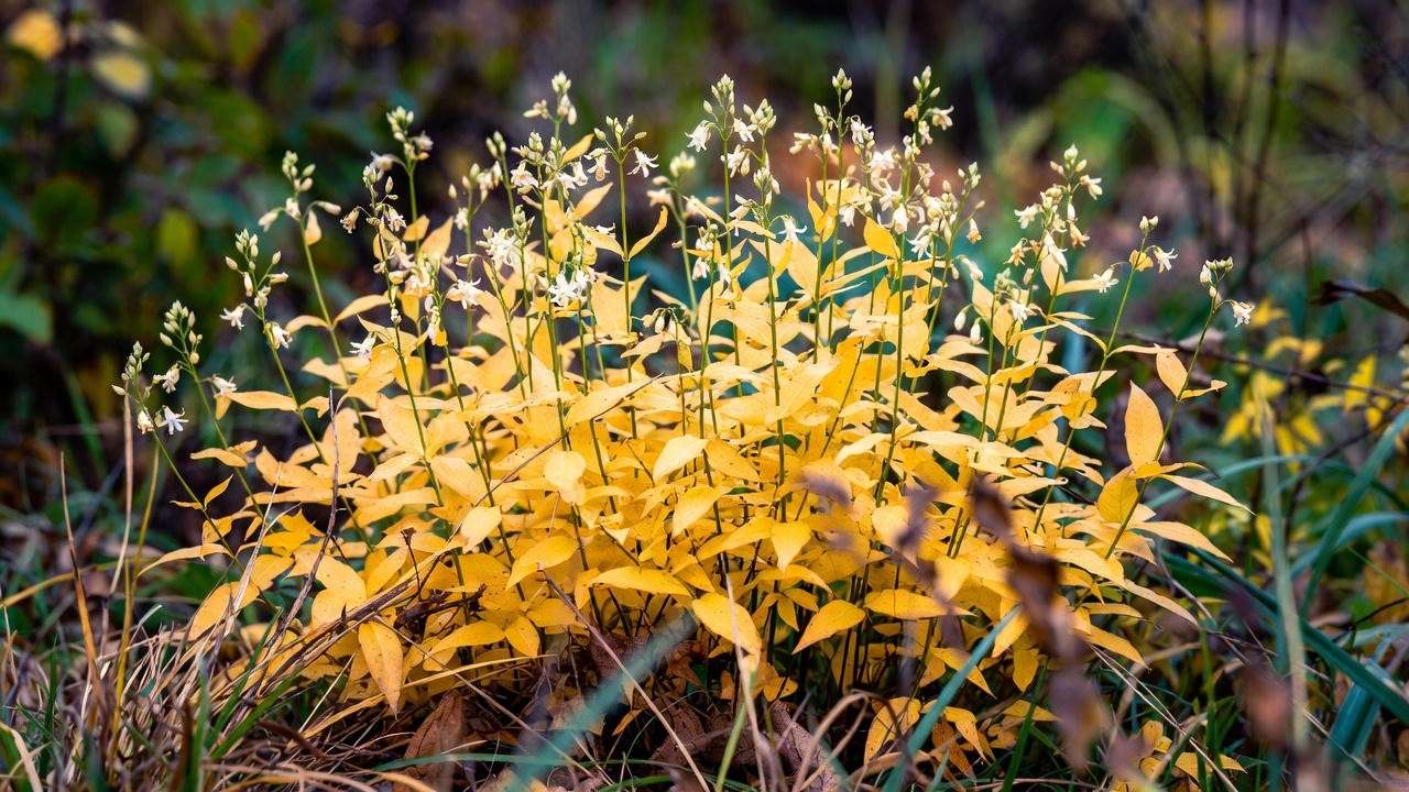 Eastern bluestar Amsonia glowing golden in Michigan autumn garden