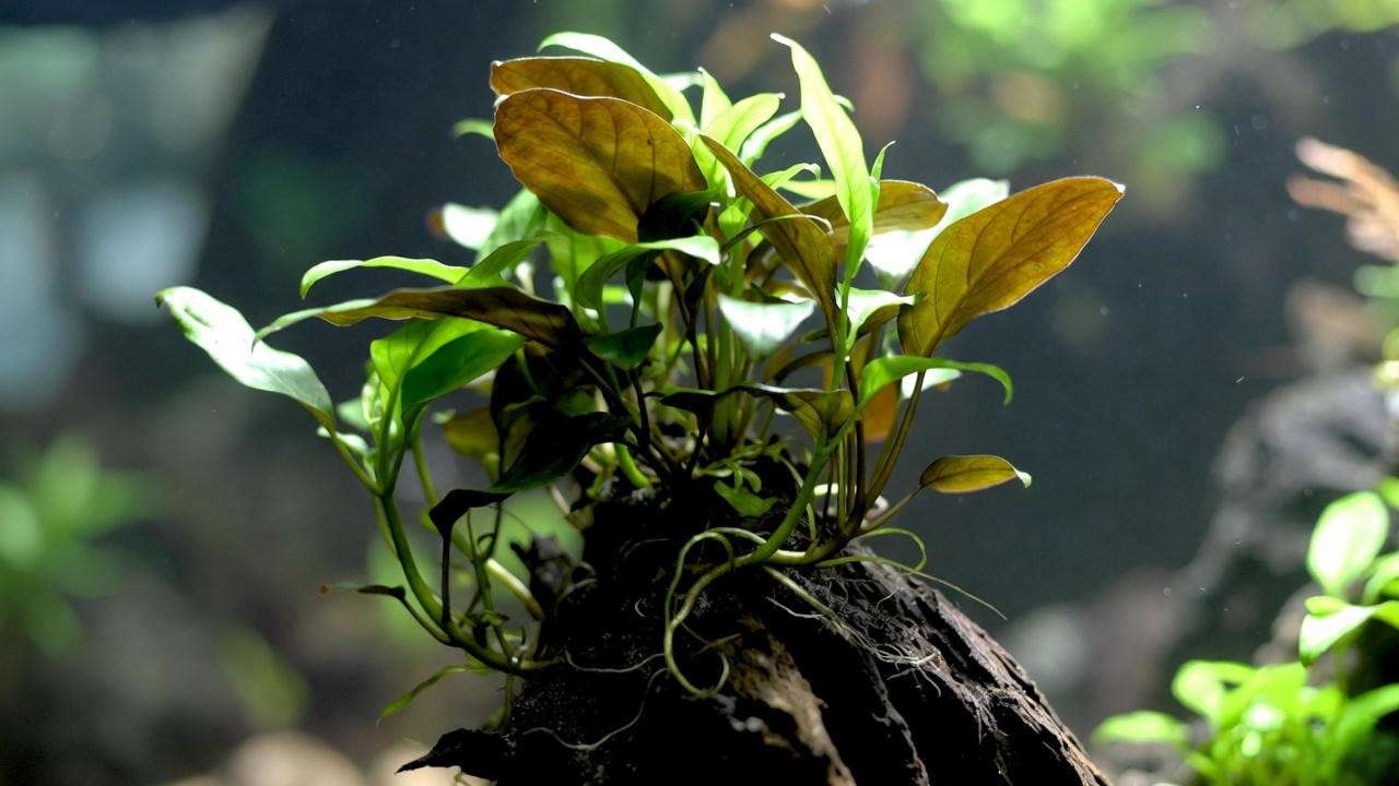 Anubias nana Petite and coffeefolia on driftwood – zero-maintenance aquarium plant